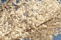 Spring is Here