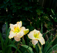 Flowers by Morehart