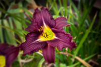 Flowers by Morehart