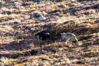 Coyote chases wolverine