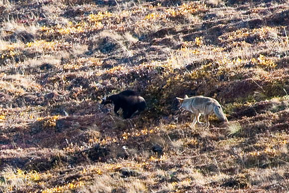 Coyote chases wolverine