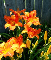Flowers by Morehart