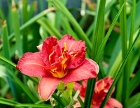 Flowers by Morehart