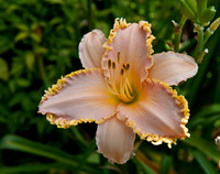Flowers by Morehart