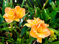 Flowers by Morehart