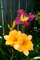 Flowers by Morehart