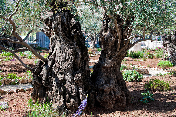 Olive tree, Garden of Gethsemene