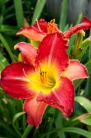 Flowers by Morehart