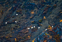Dall sheep