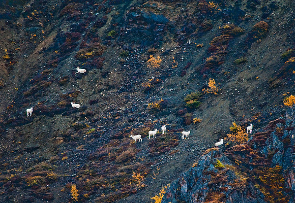 Dall sheep