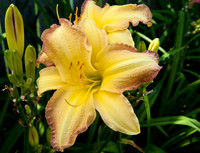 Flowers by Morehart