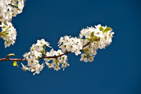 Spring is Here