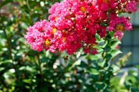 Flowers by Morehart