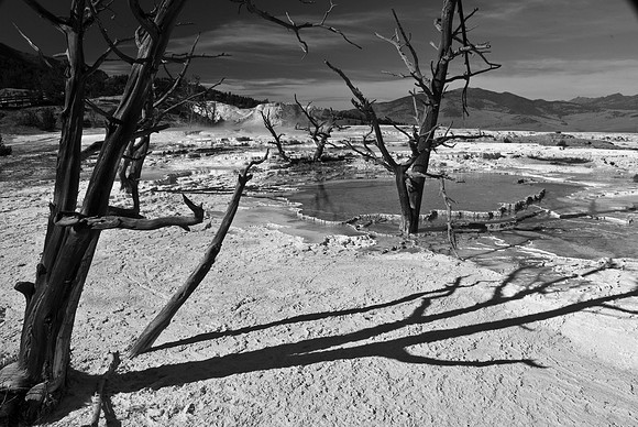 Dead Trees - Minerva Terrace