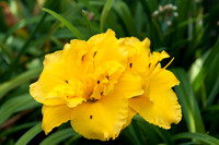 Flowers by Morehart