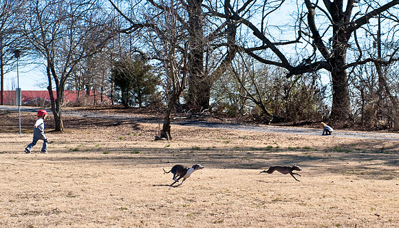 Fun in the Yard