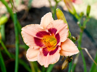 Flowers by Morehart