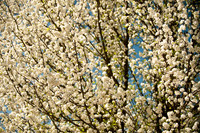 Spring is Here