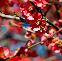 Spring is Here